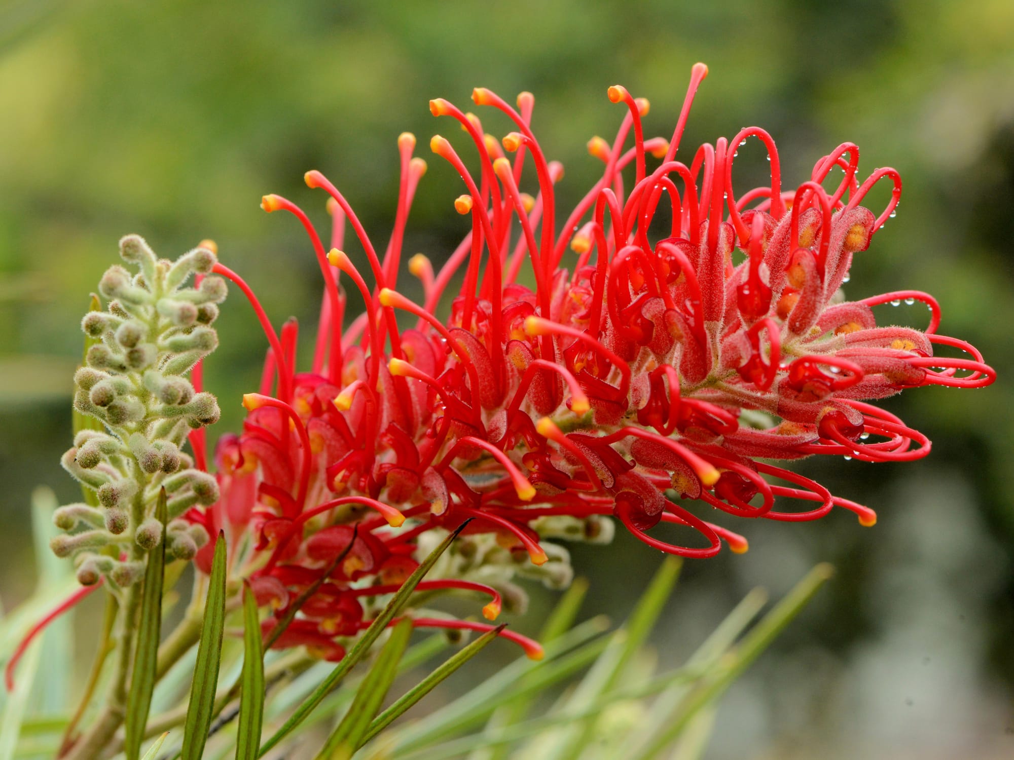 Red alert: Illawarra Grevillea Park Botanic Garden opens this weekend 
												post image