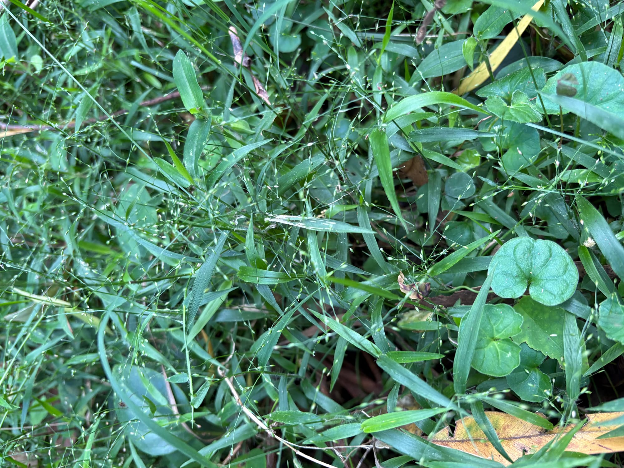 Close-up showing the delicate narrow leaves and tiny but decorative seed heads of Pygmy Panic. Image by Emma Rooksby. 