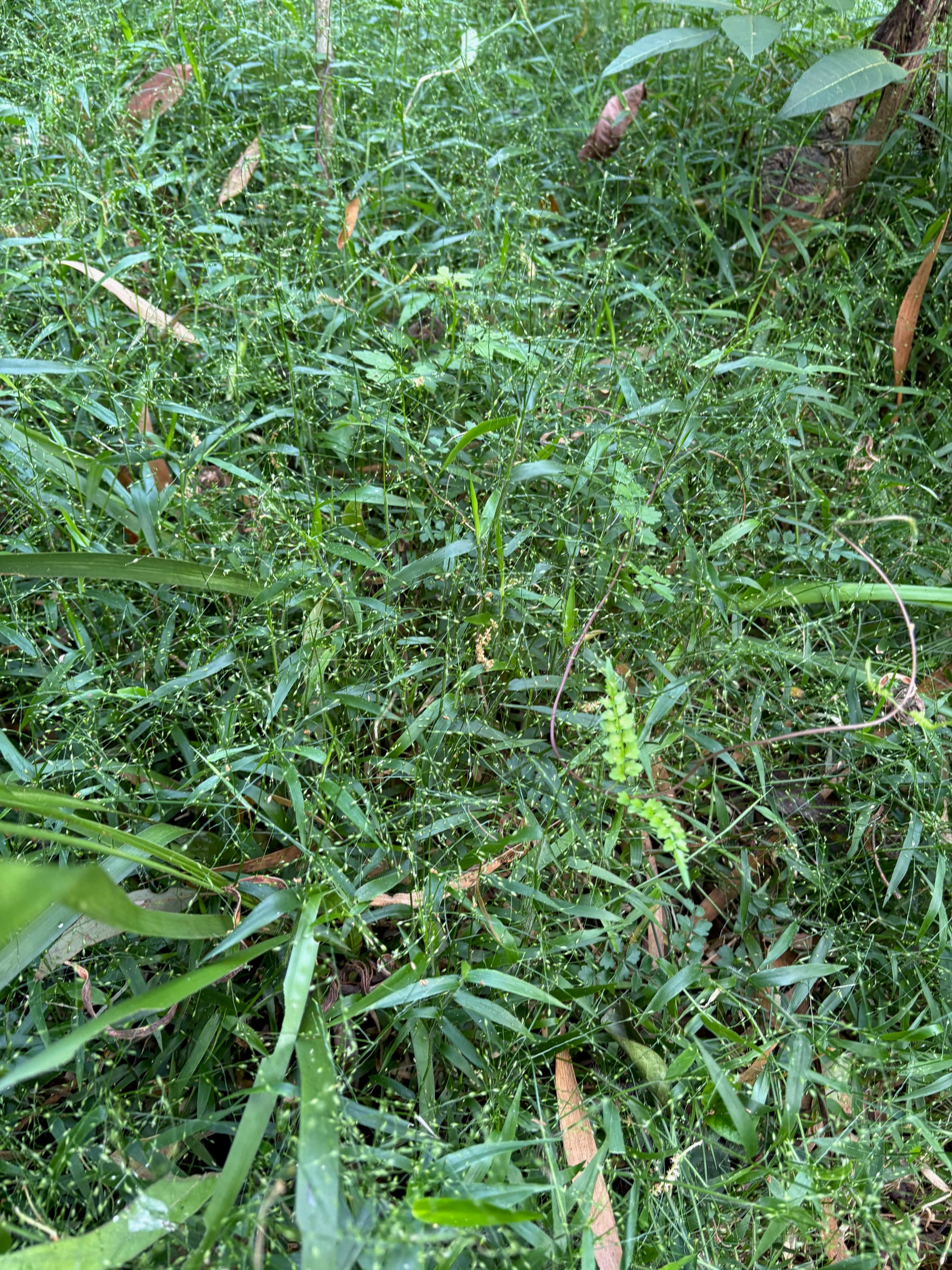 In an area where Pygmy Panic is not mown or walked on, it may reach up to 20cm or occasionally 25cm high, with a light and airy texture. Image by Emma Rooksby. 