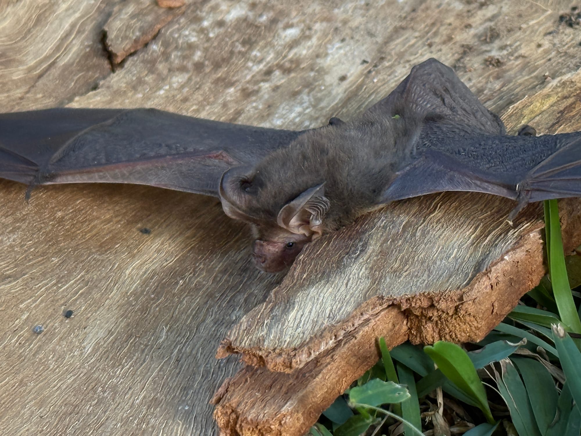 Bat-ter late than never: it's time to celebrate our night-flyers 
												post image