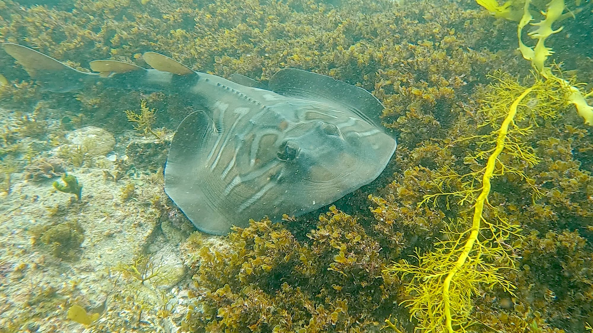 Hello Fish in Berrara  post image