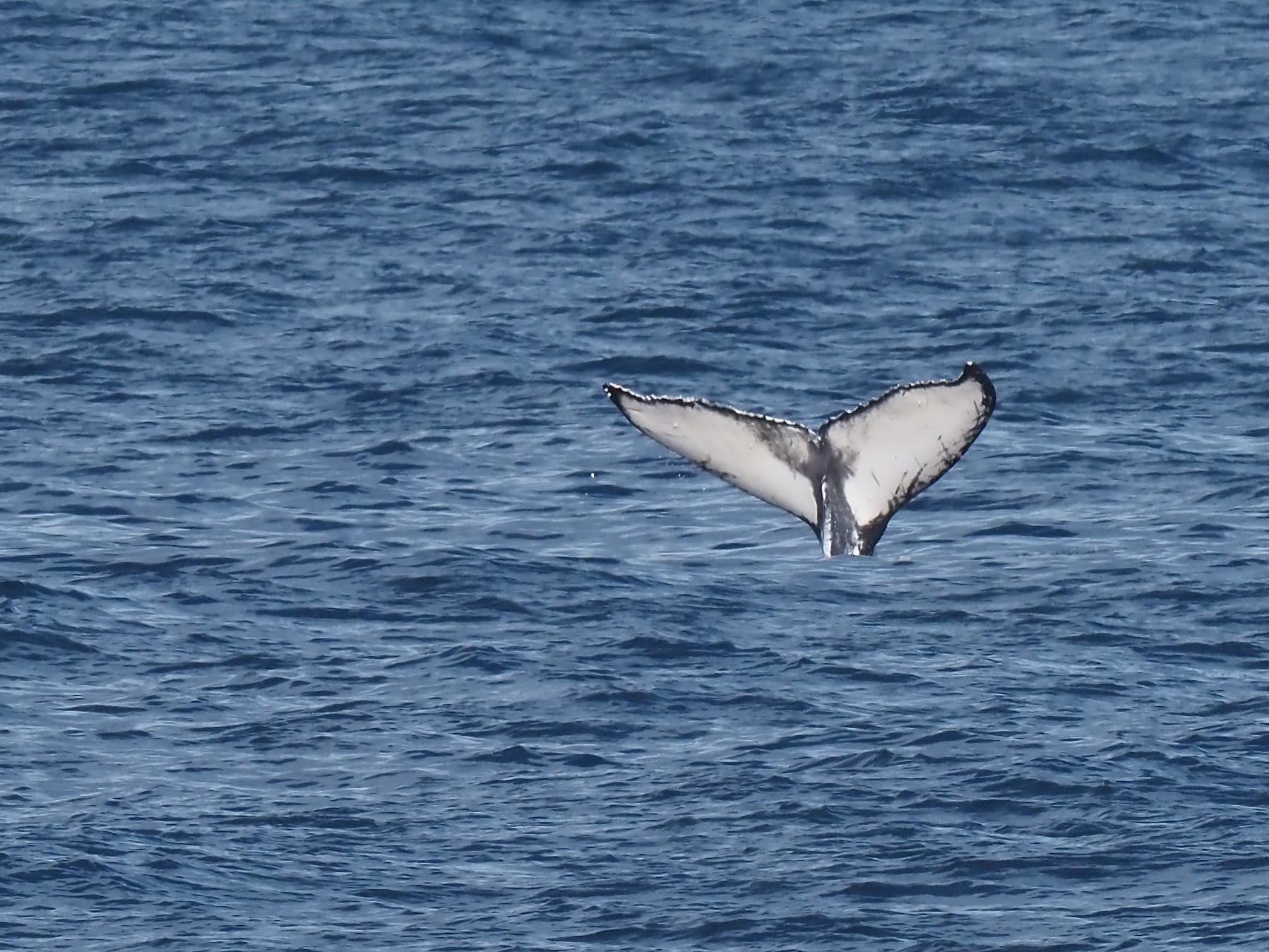 Whale of a Tale resurfaces in Senate report  post image