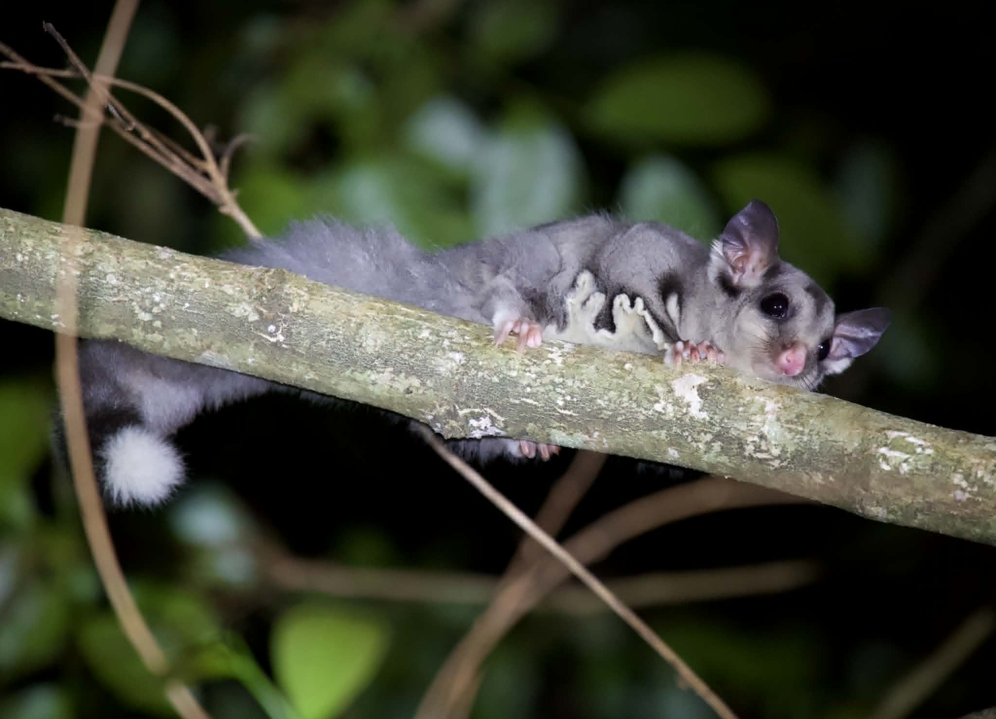 How little sugar gliders help keep Illawarra bush sweet 
												post image