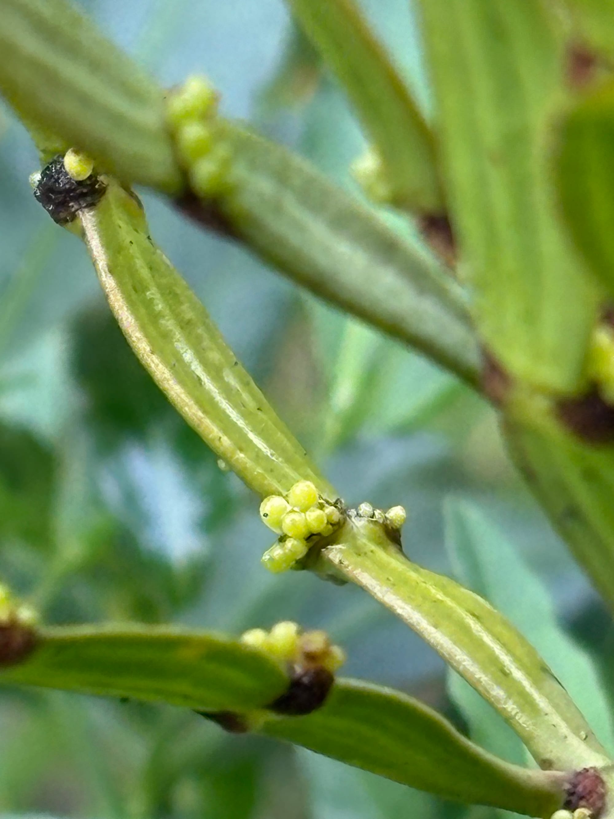 Some of the peculiar features of Jointed Mistletoe include these funny bubbly structures at the stem joints, which are the plant's fruits. Image by Keith Horton.