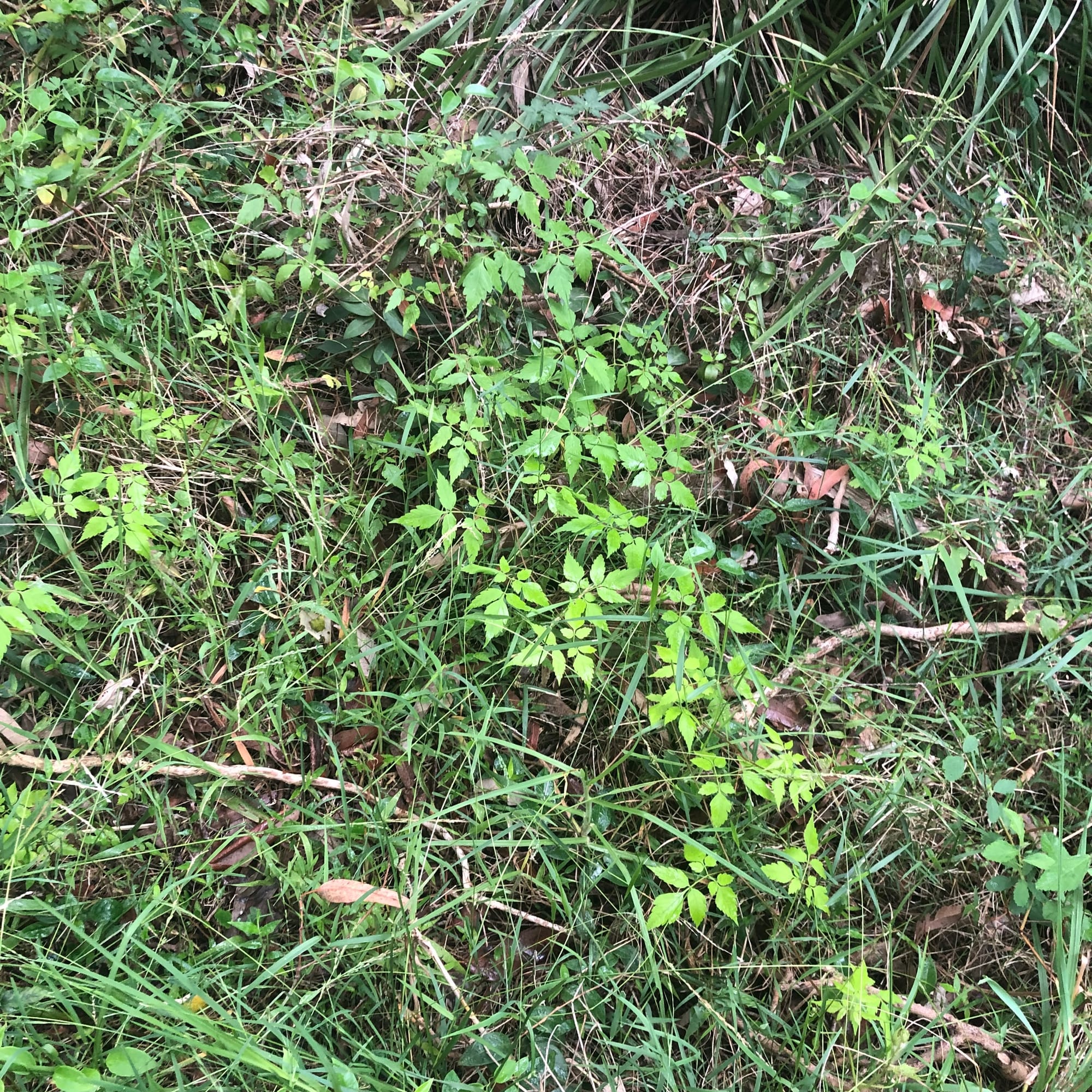 Balloon Vine (Cardiospermum grandiflorum) growing in Fairy Meadow, where it is spreading rapidly. Image by Emma Rooksby. 