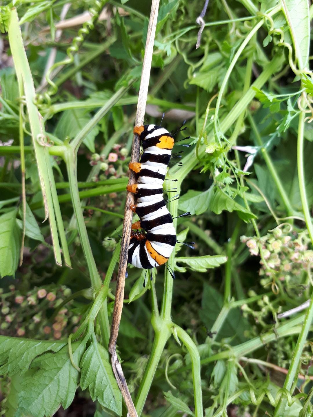 Joseph's Coat butterfly larva on Slender Grape. Image by Carl Glaister. 