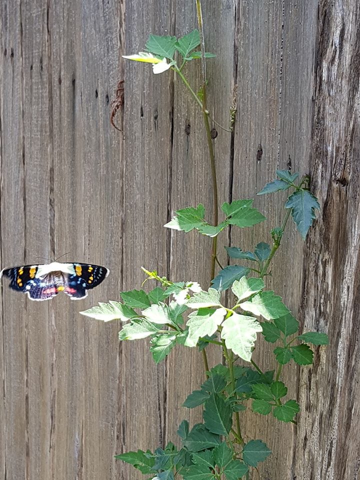 The Joseph's Coat moth, one of the most colourful local moths, flying towards a Slender Grape. Image by Elena Martinez. 