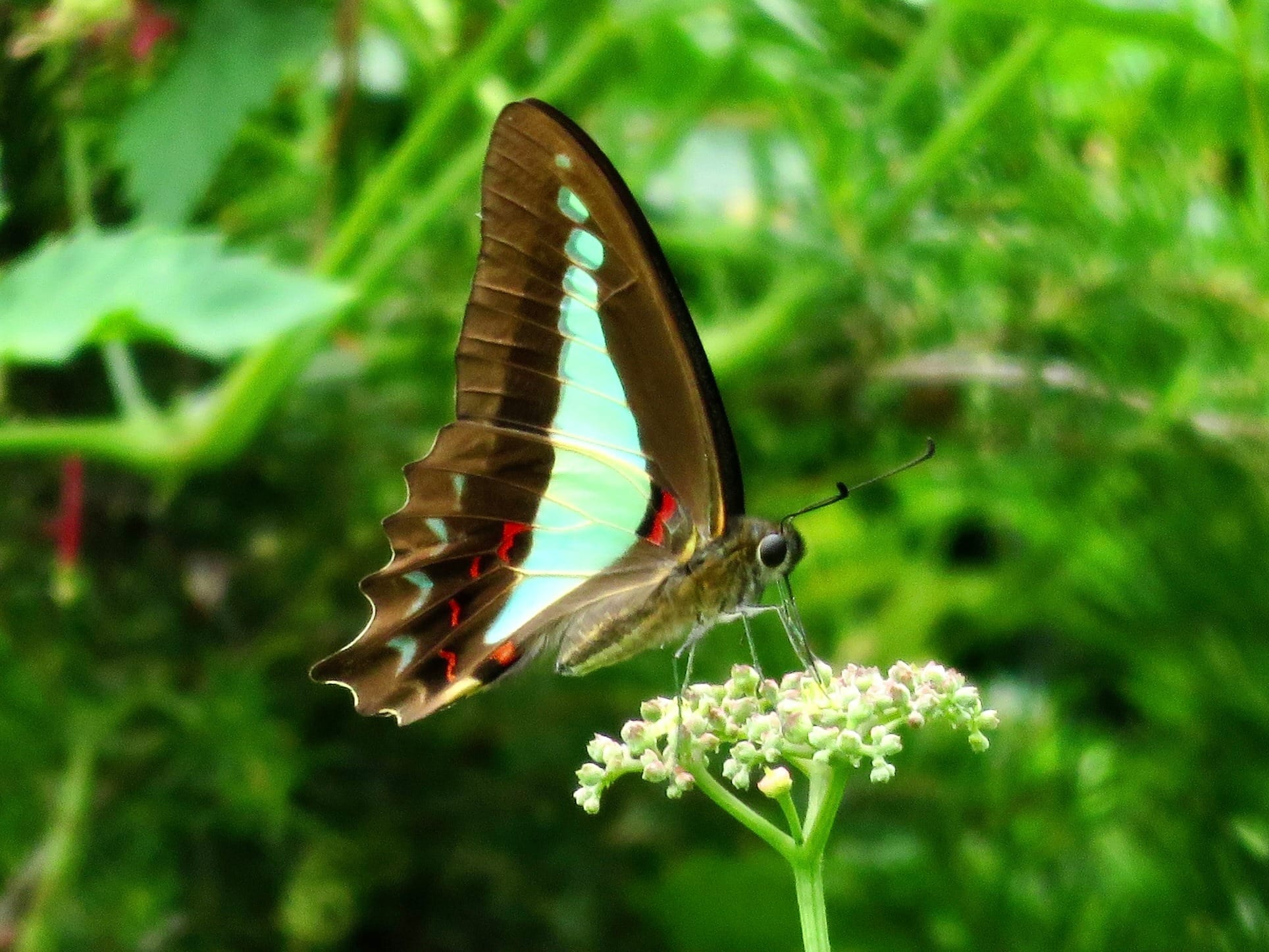 A Blue Triangle butterfly feeding on a Slender Grape inflorescence. Image by Tina Hanneman. 