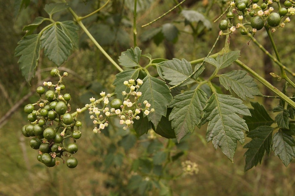 The leaves, flowers and unripe fruits of Slender Grape. Image by Tony Rodd. 