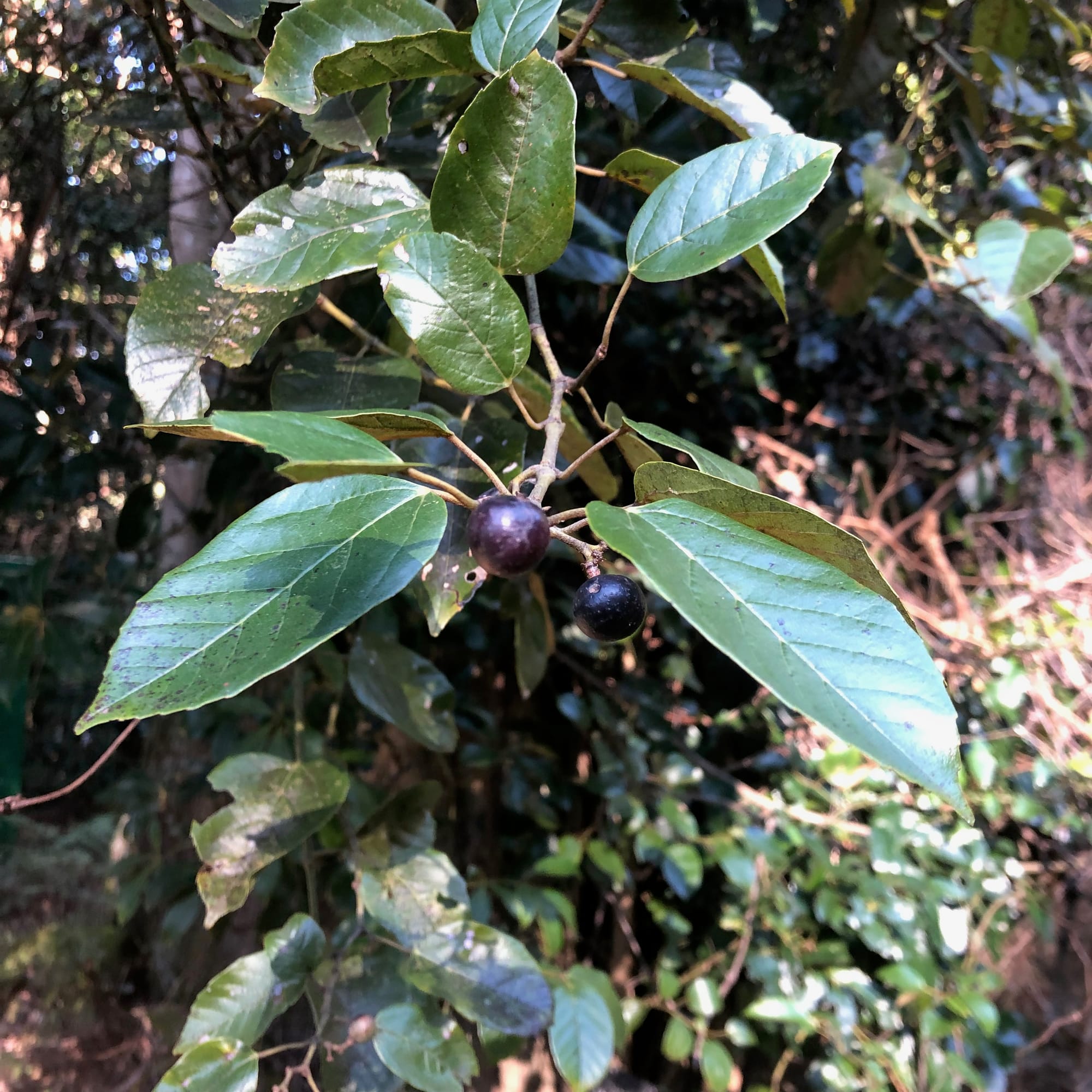 Kangaroo Vine, also known as Native Grape (Apocissus antarctica, formerly Cissus antarctica), showing the grape-like fruit. Image by Emma Rooksby. 