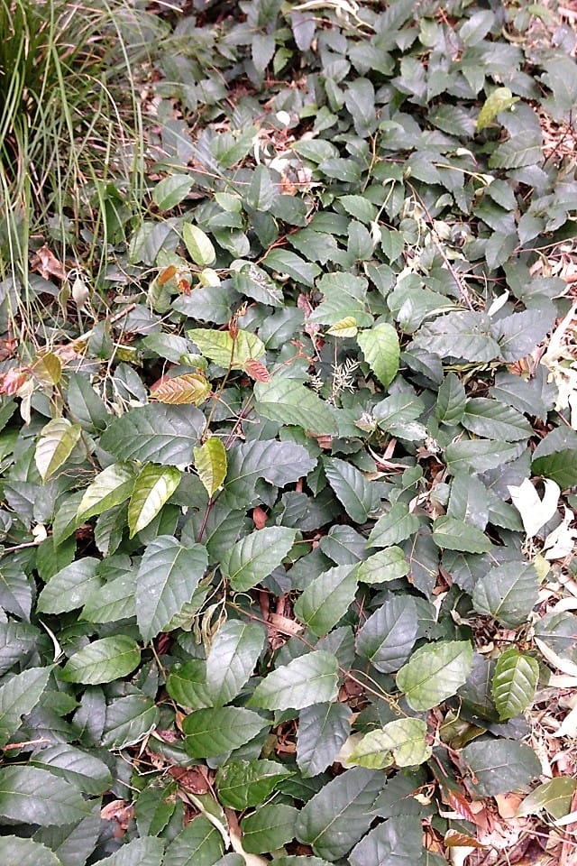 A carpet of Kangaroo Vine / Native Grape. Image by Emma Rooksby. 