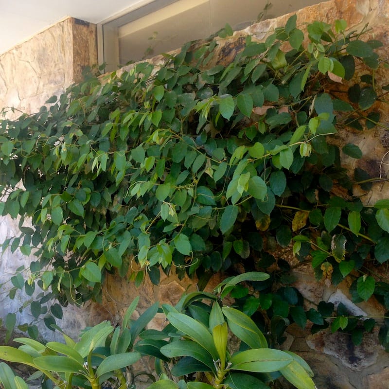 If you're bold, Kangaroo Vine / Native Grape can be grown up a wall or other support, where it will look spectacular, though will ultimately need management. Image by Emma Rooksby. 