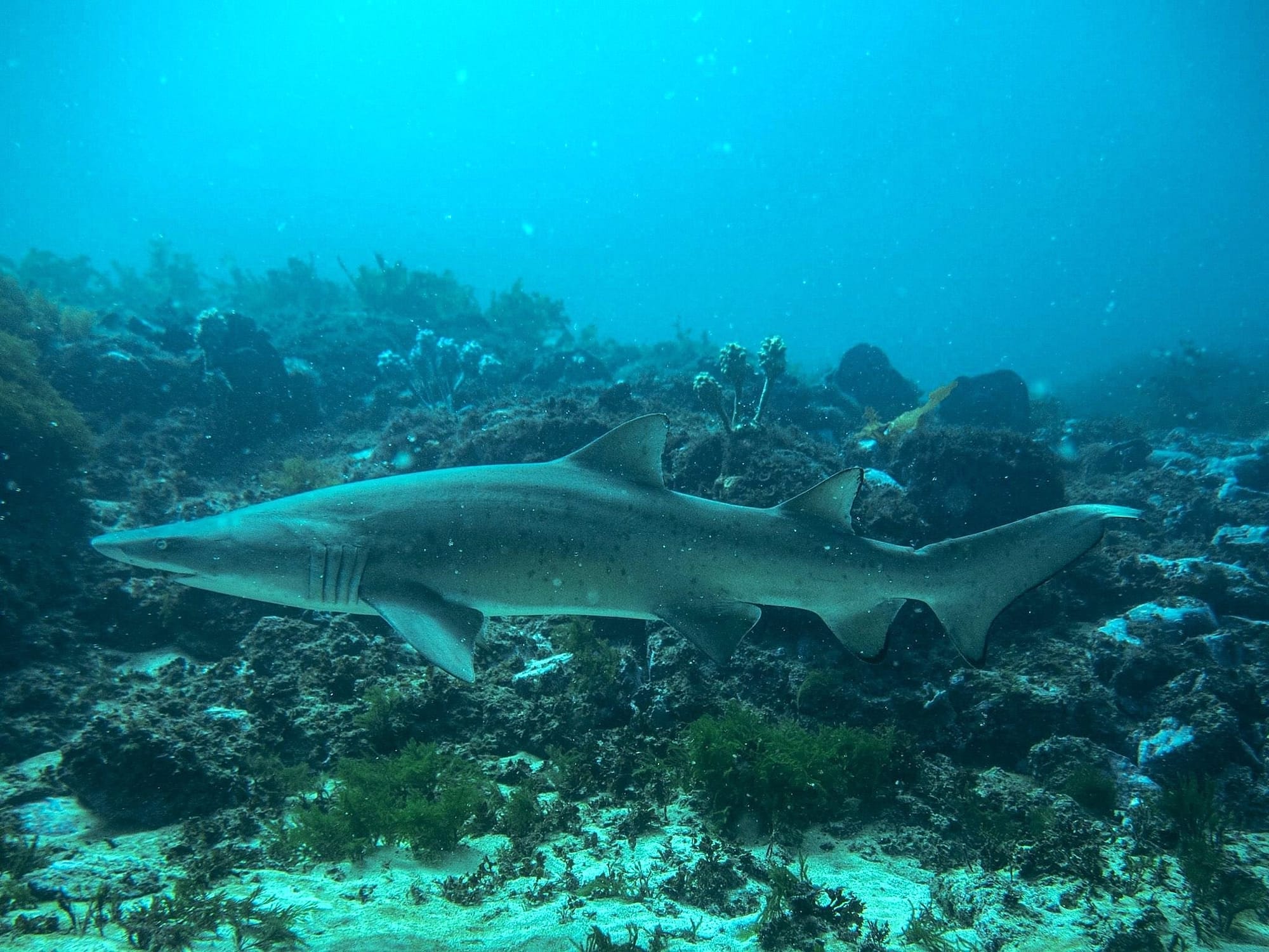 Hello Fish at Bushrangers Bay 
												post image