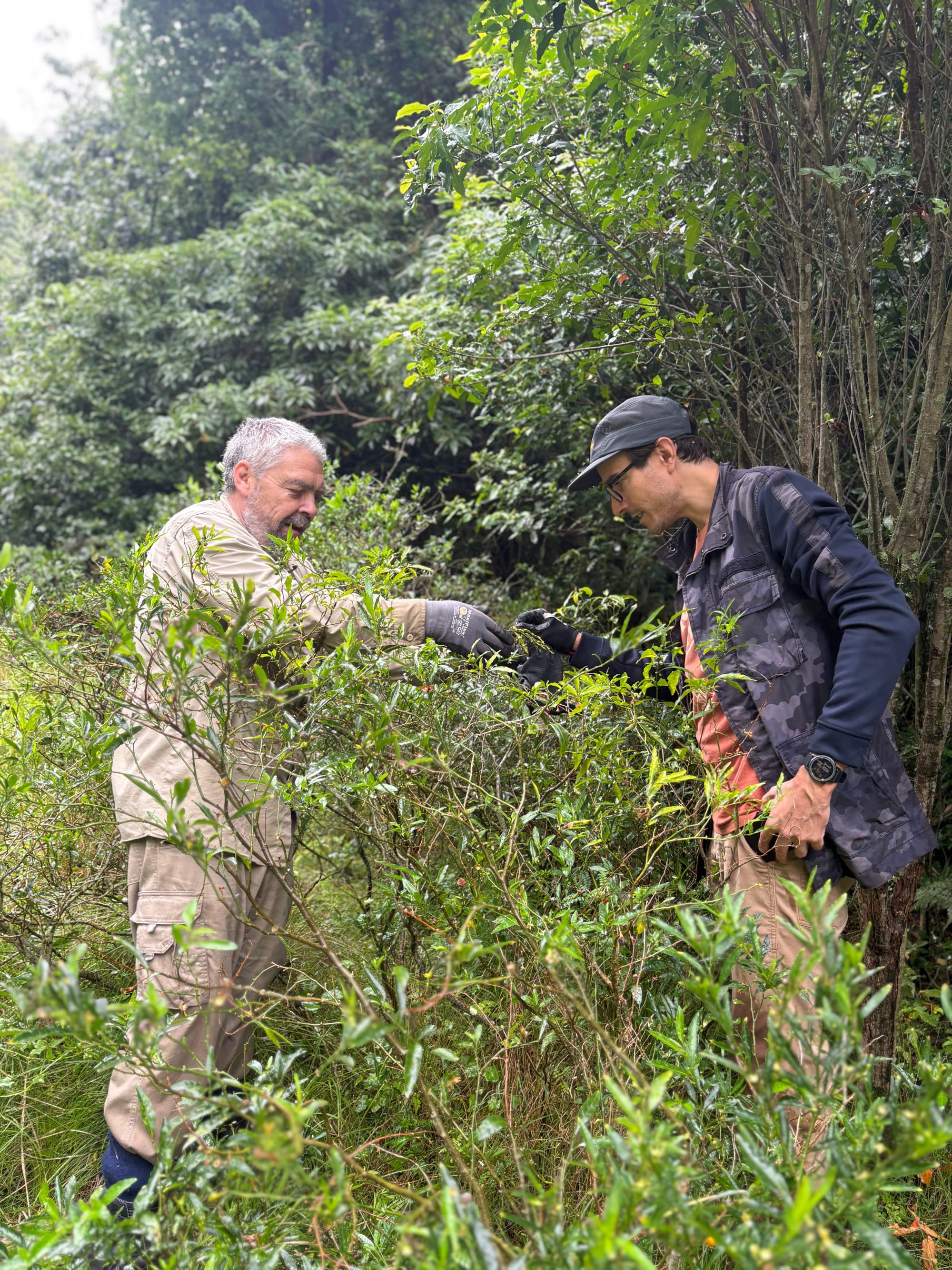 Illawarra Rhododendron and Rainforest Gardens volunteers Juan Sepulveda and Tim Siegenbeek van Heukelom inspect the surprising mistletoe find, on a weed that was scheduled for removal. Image by Emma Rooksby. 
