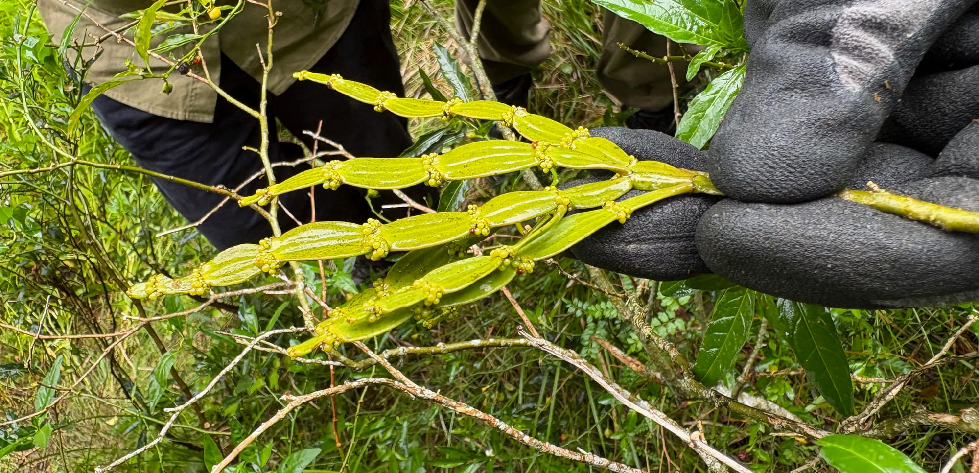 Image of Jointed Mistletoe, a rather creepy-looking plant. Its flattened stems are punctuated by knobbly 'joints.' Image by Emma Rooksby.