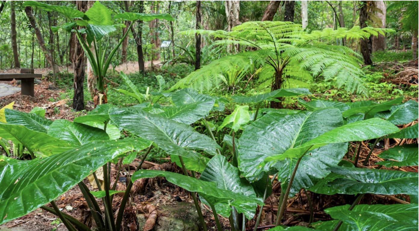 Nature Fix, a series of self-guided experiences that promote healing and well-being through engagement with nature. Image courtesy of Wollongong Botanic Garden.