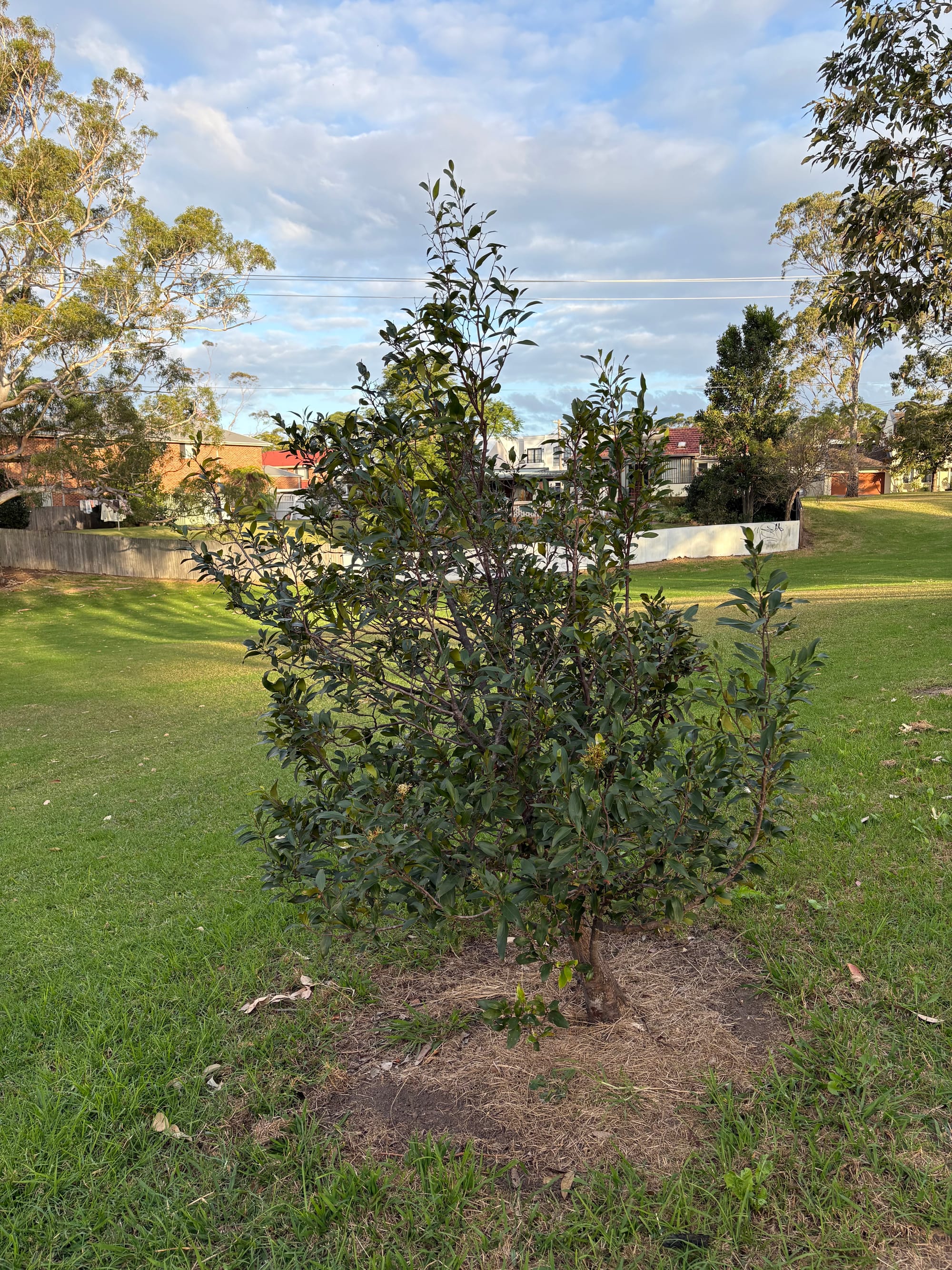 A Scrub Beefwood planted in a Wollongong City Council reserve. It is going OK, and is starting to flower. How happy is it really? Image by Emma Rooksby.