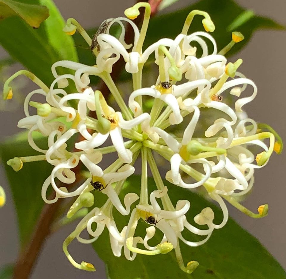 The striking flower of Scrub Beefwood (Stenocarpus salignus), showing the Proteaceae origin of this species. Image by Michael Andrew Swire.