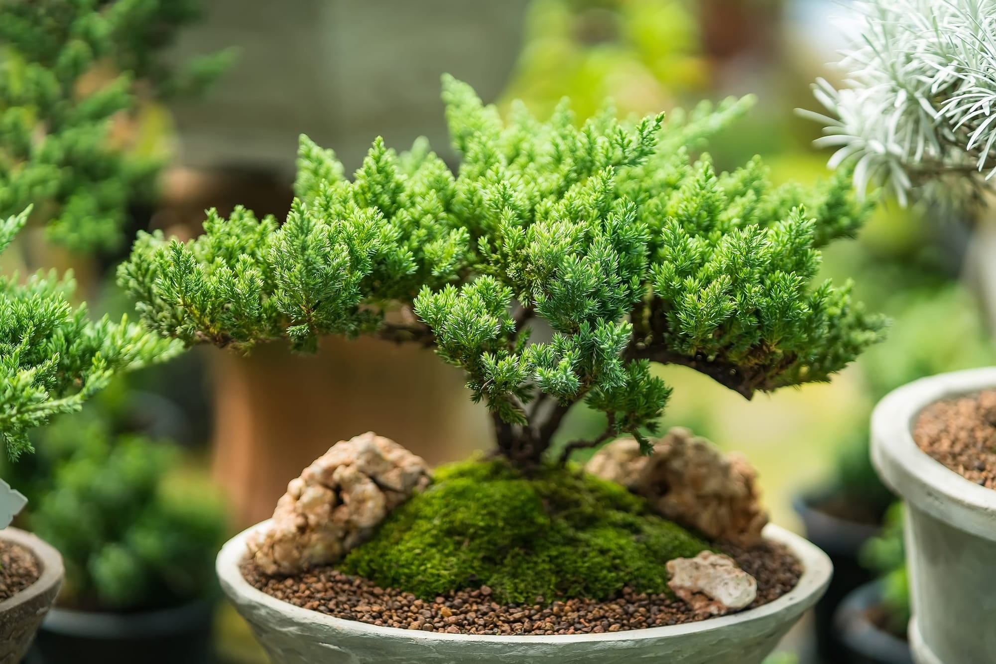 A bonsai (miniaturised) tree. Image courtesy of Wollongong Botanic Garden.