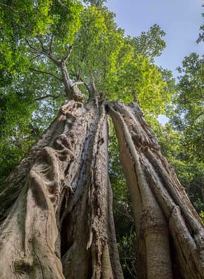 Giant Stinging Trees, showing the trunk and pale green canopy. Two tall trees, with grey much fluted and flanged trunks, and very pale green canopy high above. Image by Keith Horton.