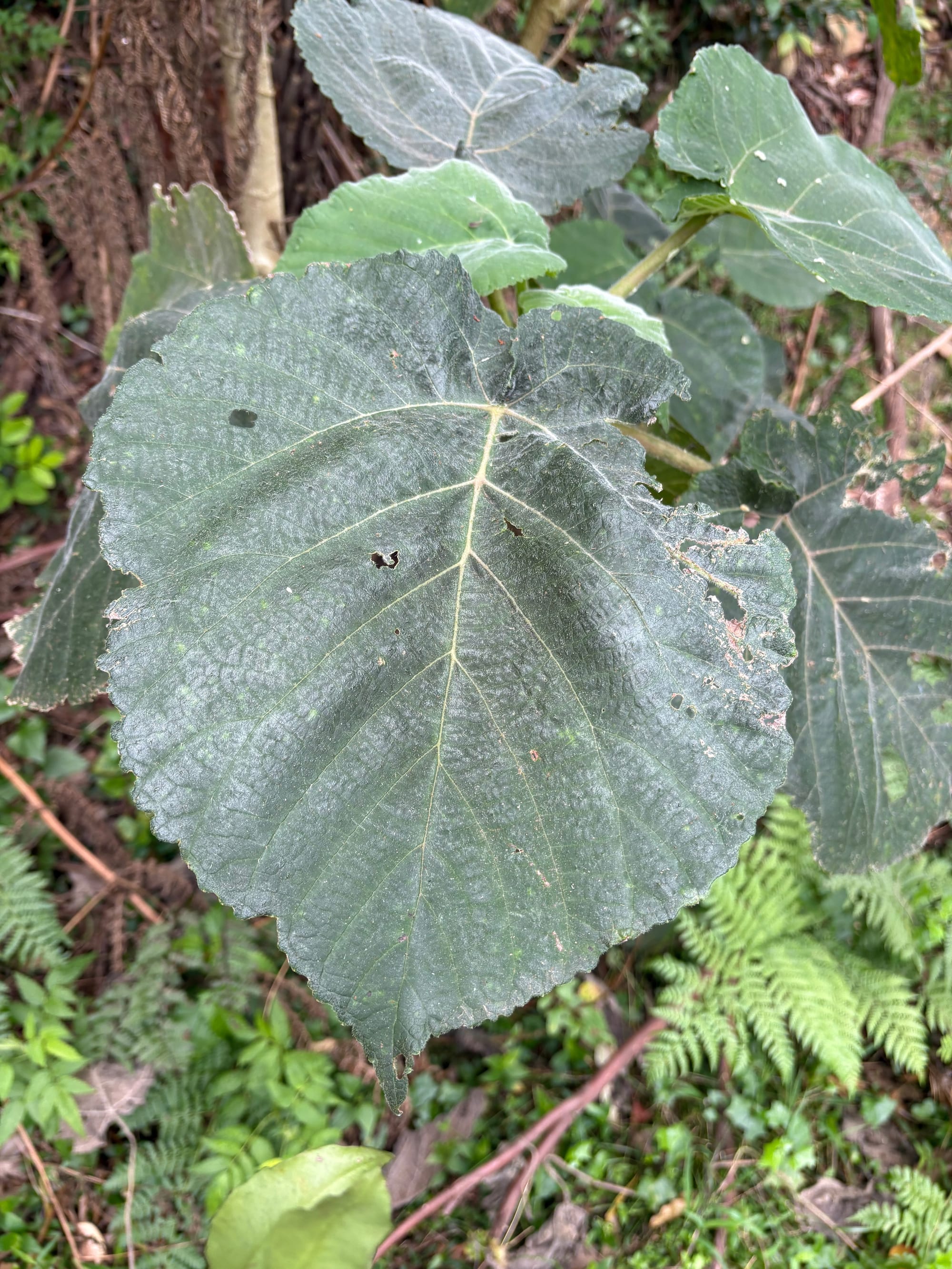 Giant Stinging Tree leaf with insect damage. Large round green leaf with holes eaten in it. Image by Emma Rooksby.