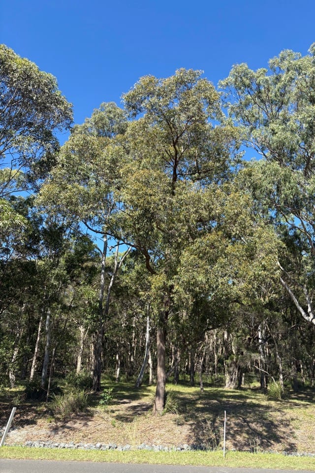 Thin-leaved Stringybark (Eucalyptus eugenioides) growing on the northern side of Croom Reserve in Croome. Image shows a eucalypt tree surrounded by other eucalypts. Image by Emma Rooksby.