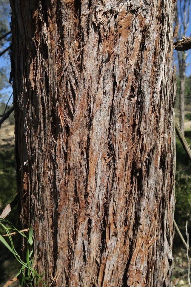 Typical 'stringy' bark, of White Stringybark (Eucalyptus globoidea). Image by Tony Rodd.
