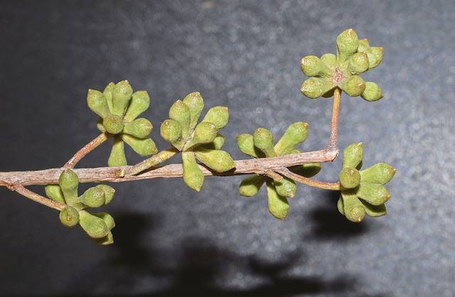 Buds of Thin-leaved Stringybark (E. eugenioides). Image by Byron Cawthorne-McGregor.