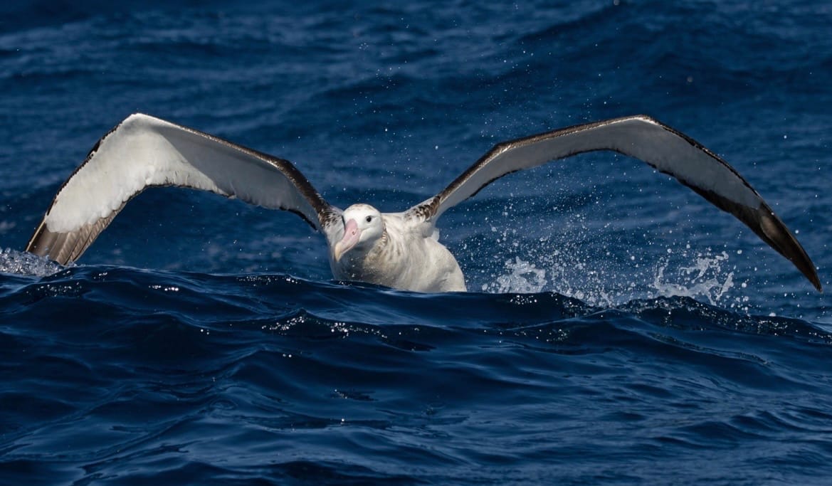 Let’s save the albatross before it’s too late 
												post image