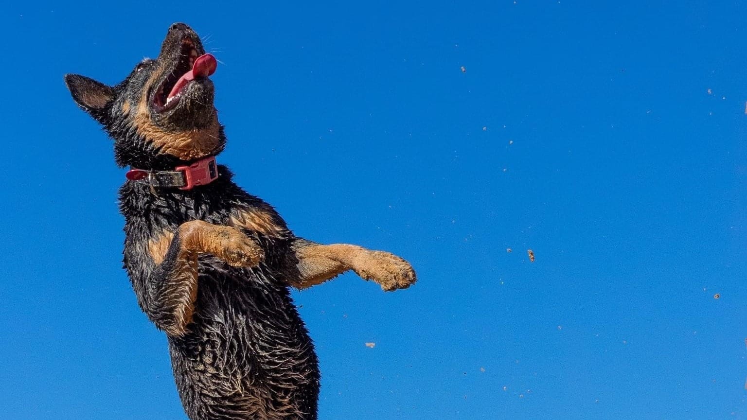Call the Pup-arazzi 
												post image