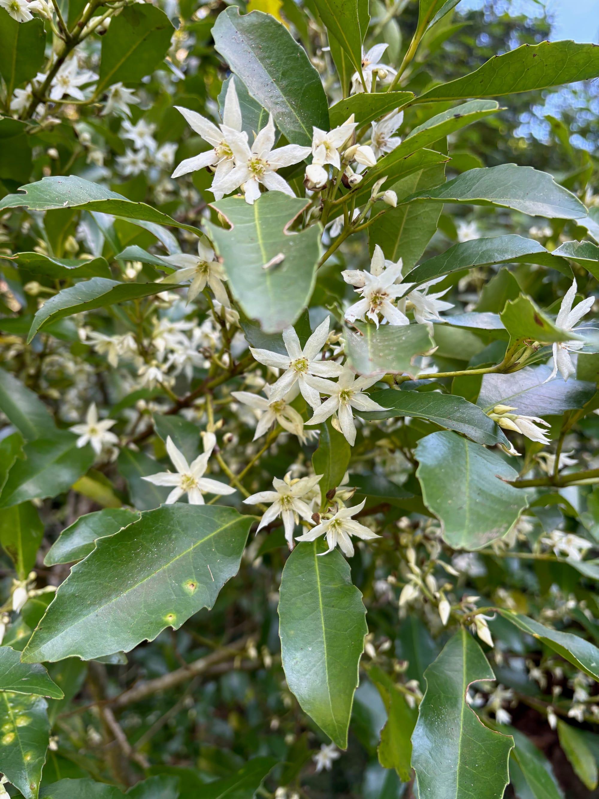 Flowers of Sassafras (Doryphora sassafras), featuring three petals and three (petal-like) sepals, plus several long white stamens. You can't smell them from this photo, but they have a pleasing scent. Image by Emma Rooksby.