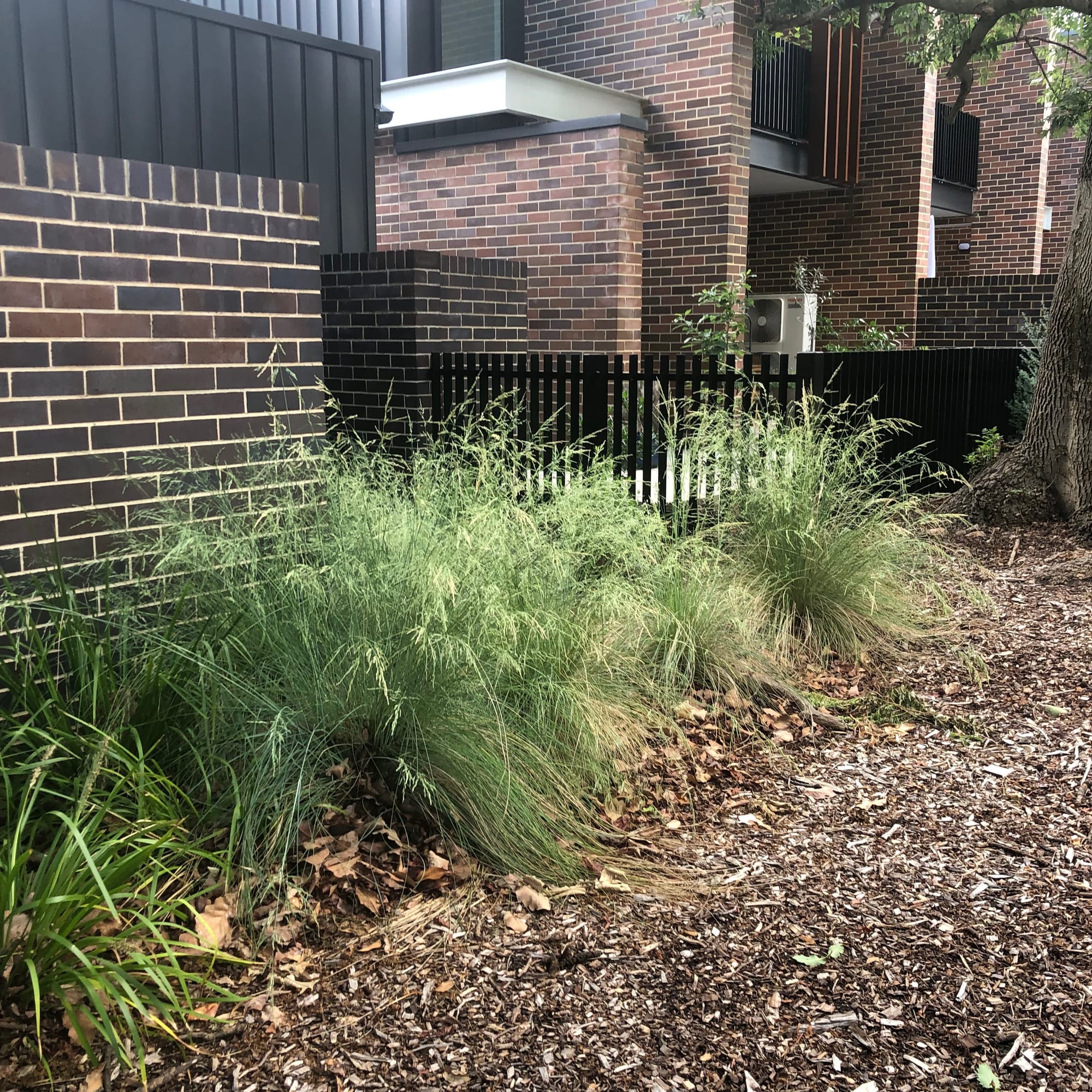 Common Tussock (Poa labillardierei) in a typical landscaping application. Image by Emma Rooksby. 