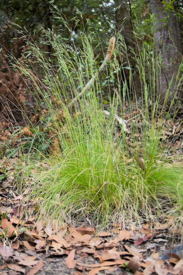 Grey Tussock Grass (Poa sieberiana) doing well in bushland. This grass is much less commonly cultivated than Common Tussock. Image by Harry Rose. 
