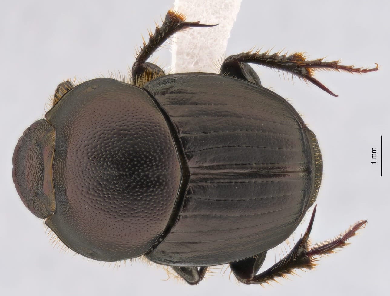 Beetling About in a Diverse Microhabitat 
												post image