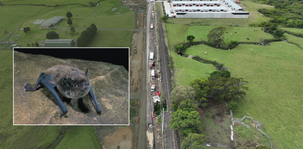 Threatened species discovered at West Dapto Road upgrade site 
												post image