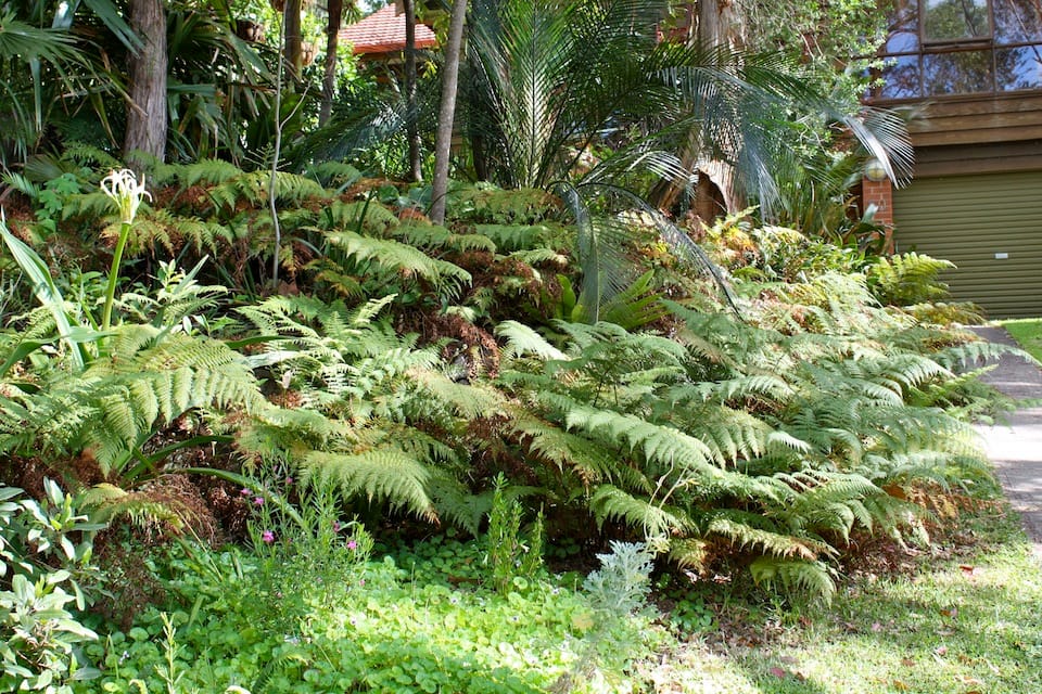 Rainbow Fern (Calochlaena dubia) making itself at home in a Mount Ousley Garden. Image by Emma Rooksby.