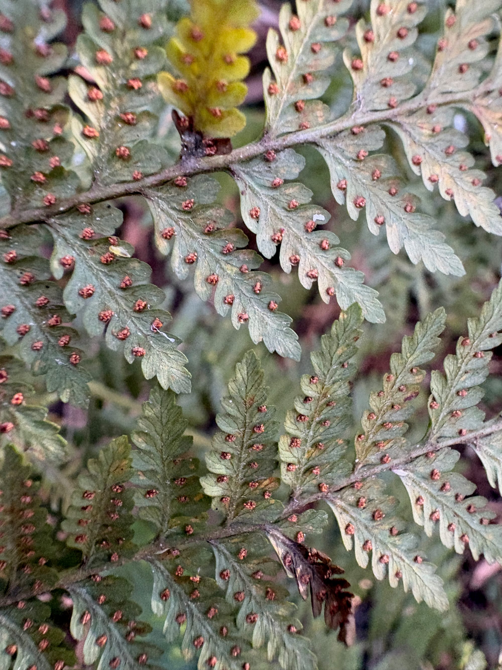 Underside of the frond of Rainbow Fern, showing the spores in circular sori appearing either side of the pinnules (leaflet-like structures that are a feature of ferns). Image by Emma Rooksby.