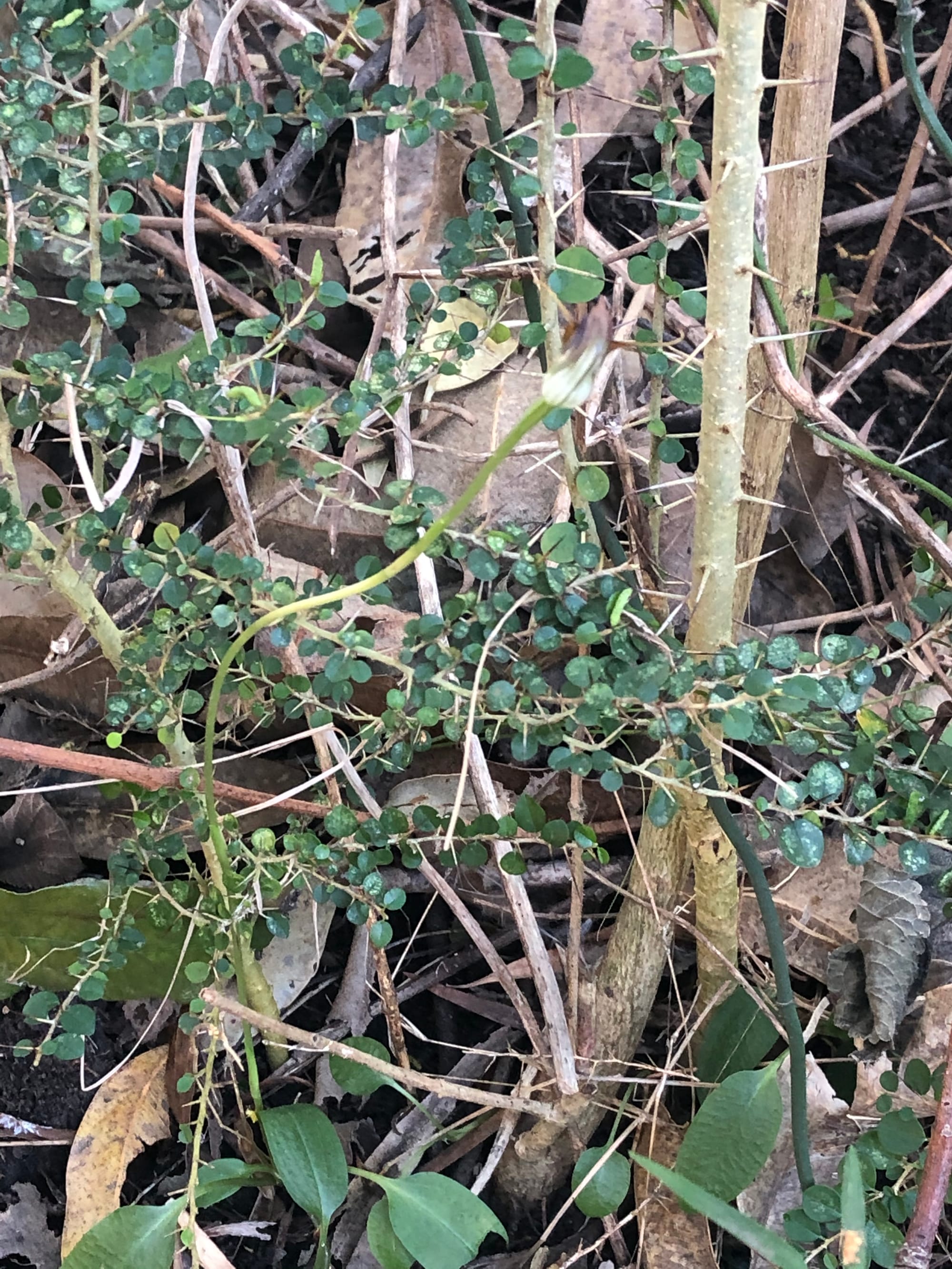 A young Cockspur Thorn, showing its dense and spiky habit. Image by Emma Rooksby.