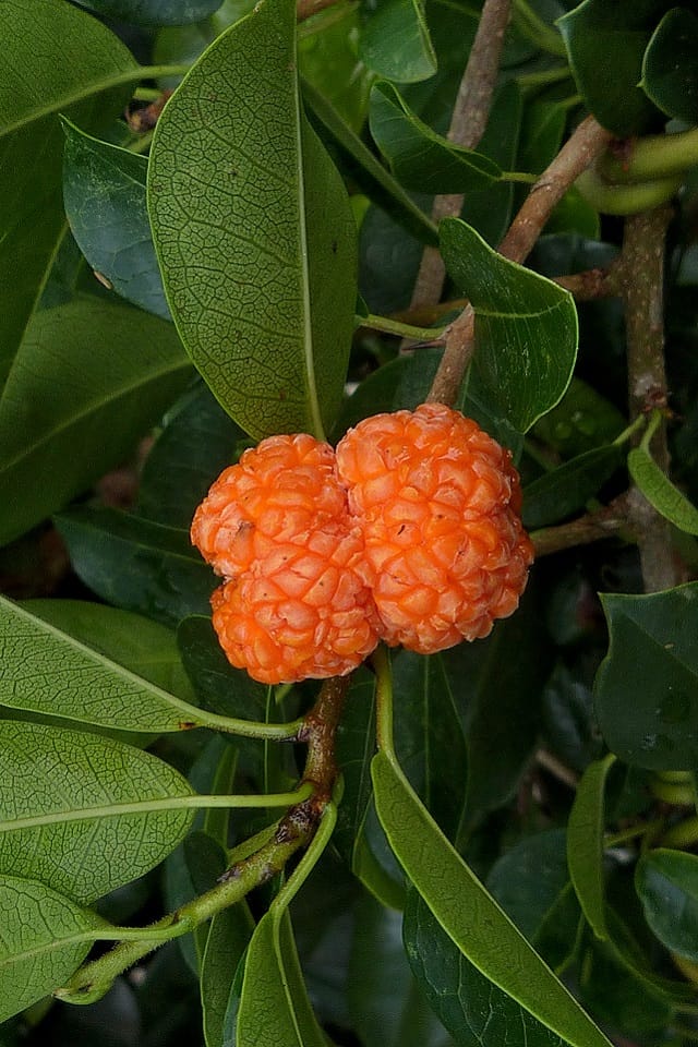 The succulent and (often) tasty fruit of Cockspur Thorn. Image by Barry Ralley.