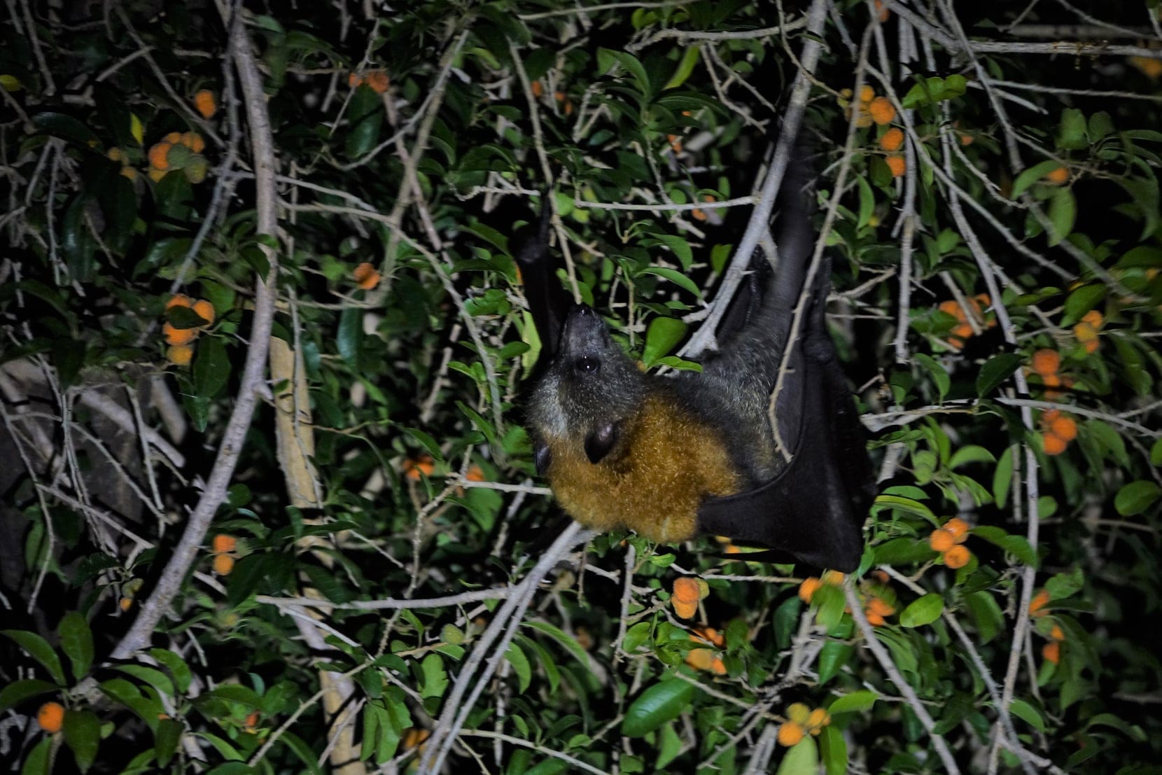 A Grey-headed Flying Fox enjoying the tasty fruit of Cockspur Thorn. Image by Anthony Wardle.