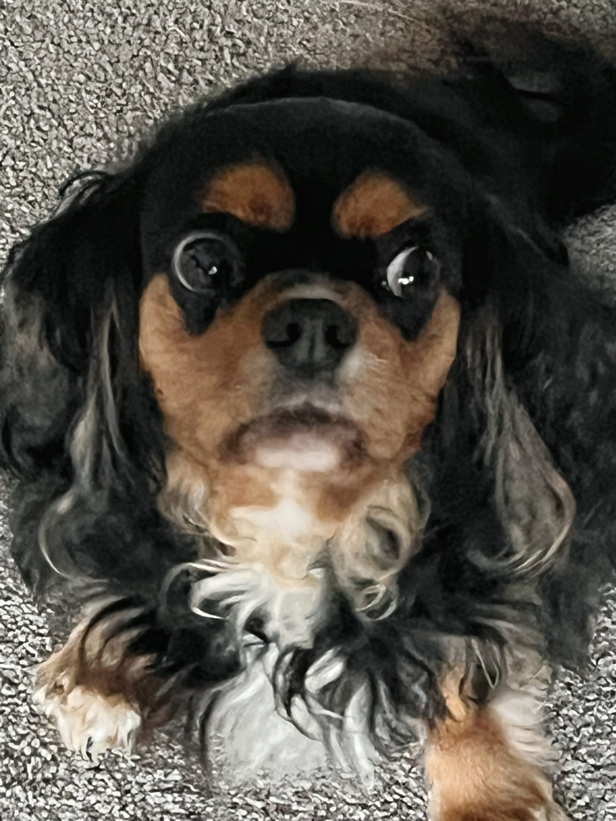 Call the Pup-arazzi