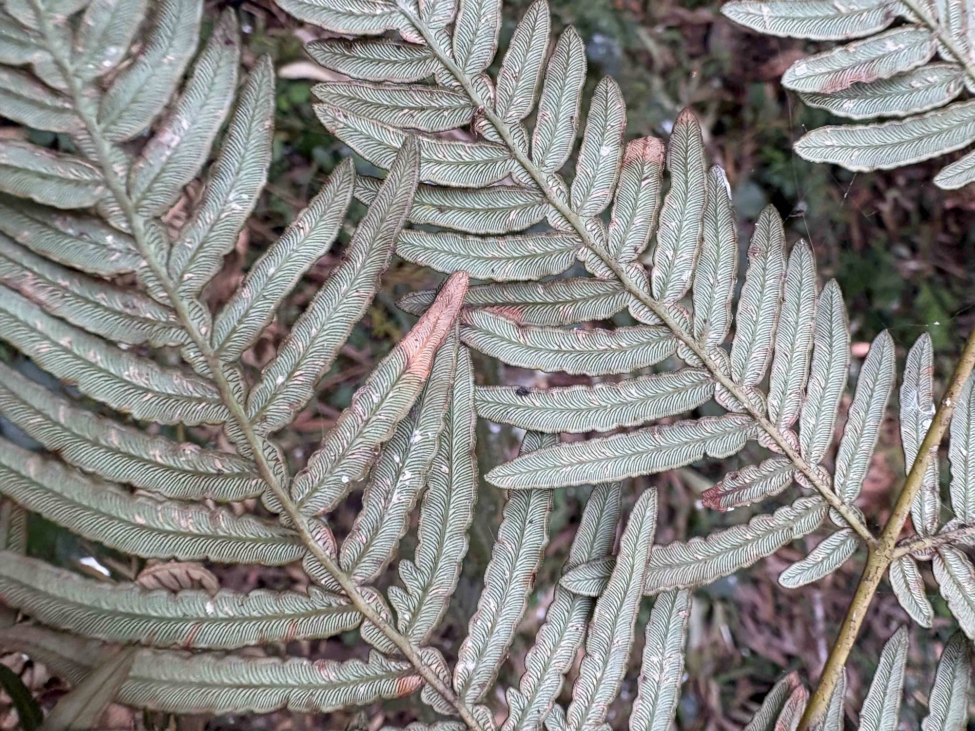 Detail of the underside of fronds of a Bracken Fern (Pteridium esculentum). Image by Emma Rooksby. 
