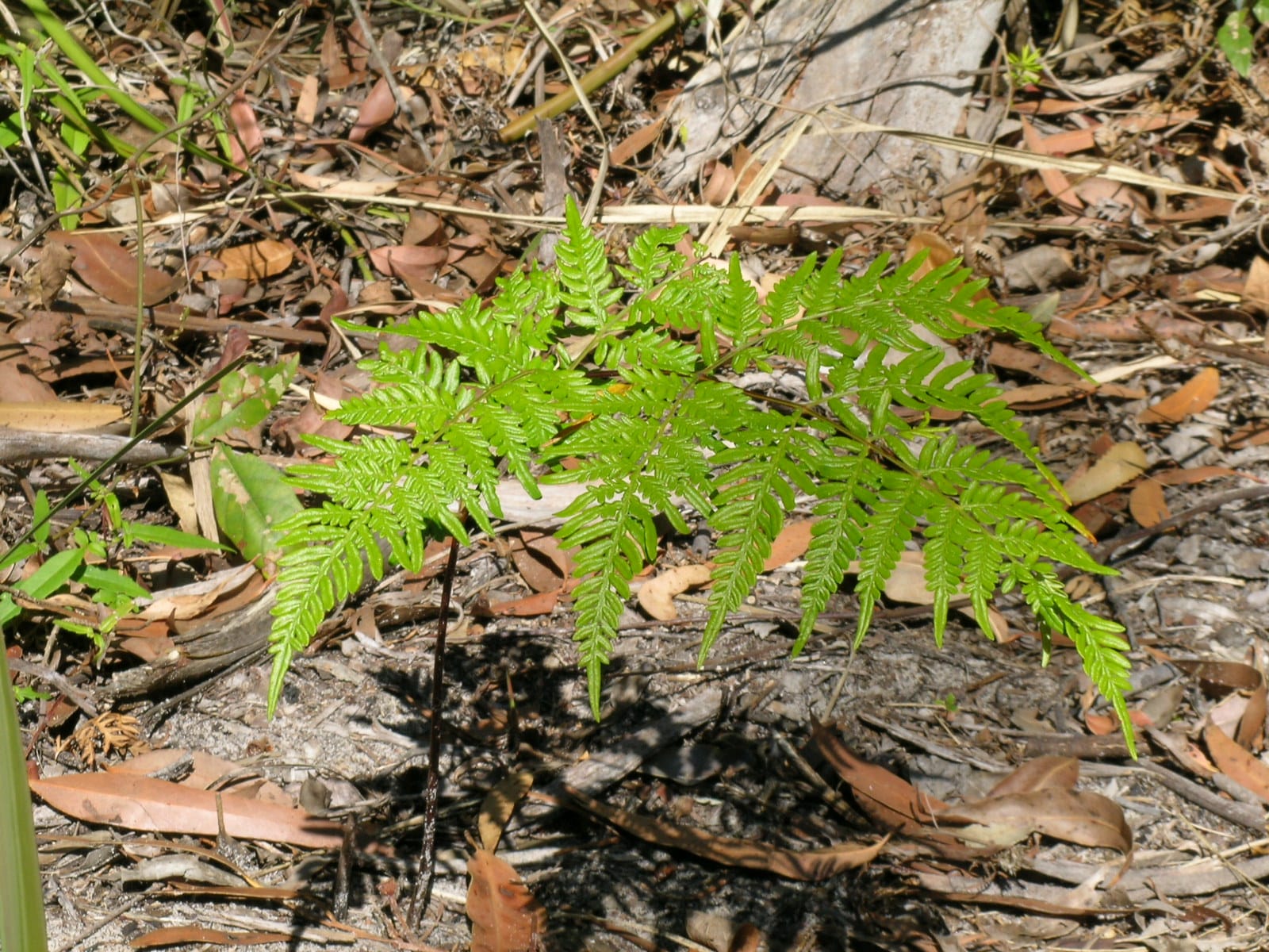 This image shows a young Bracken Fern frond growing in sandy soils in sunny conditions. Image by Harry Rose.