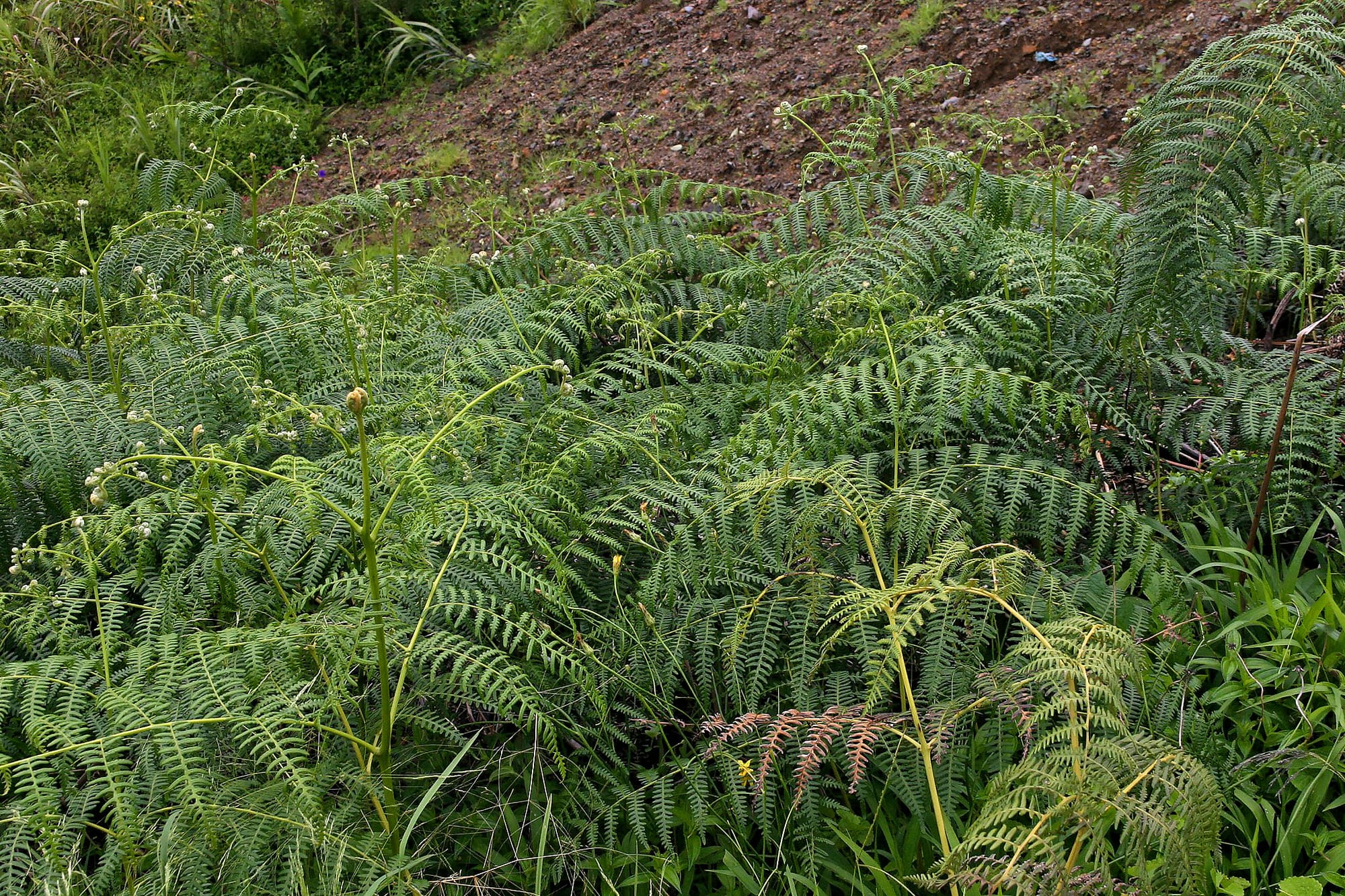 This image shows relatively young Bracken Fern (Pteridium esculentum) fronds as the plant spreads across a disturbed-looking slope. Image by Tony Rodd.