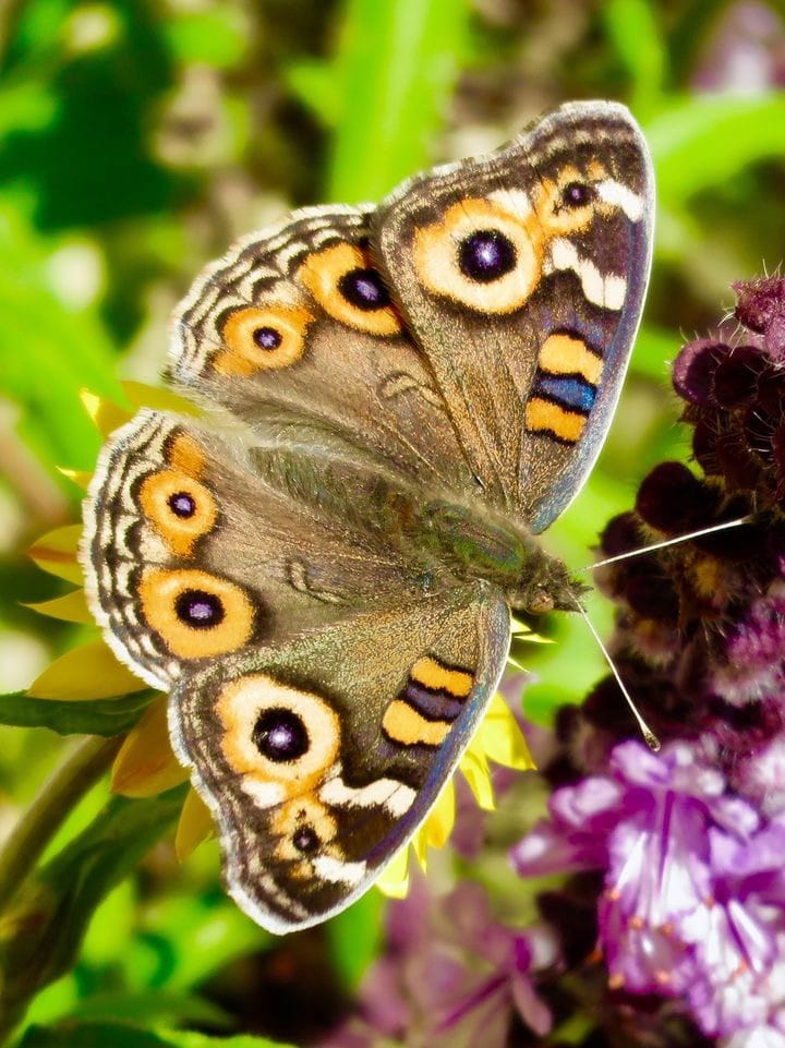 Meadow Argus butterfly on an Everlasting Daisy. Image by Deonne Nobbs. Meadow Argus butterfly on an Everlasting Daisy. Image by Deonne Nobbs. 