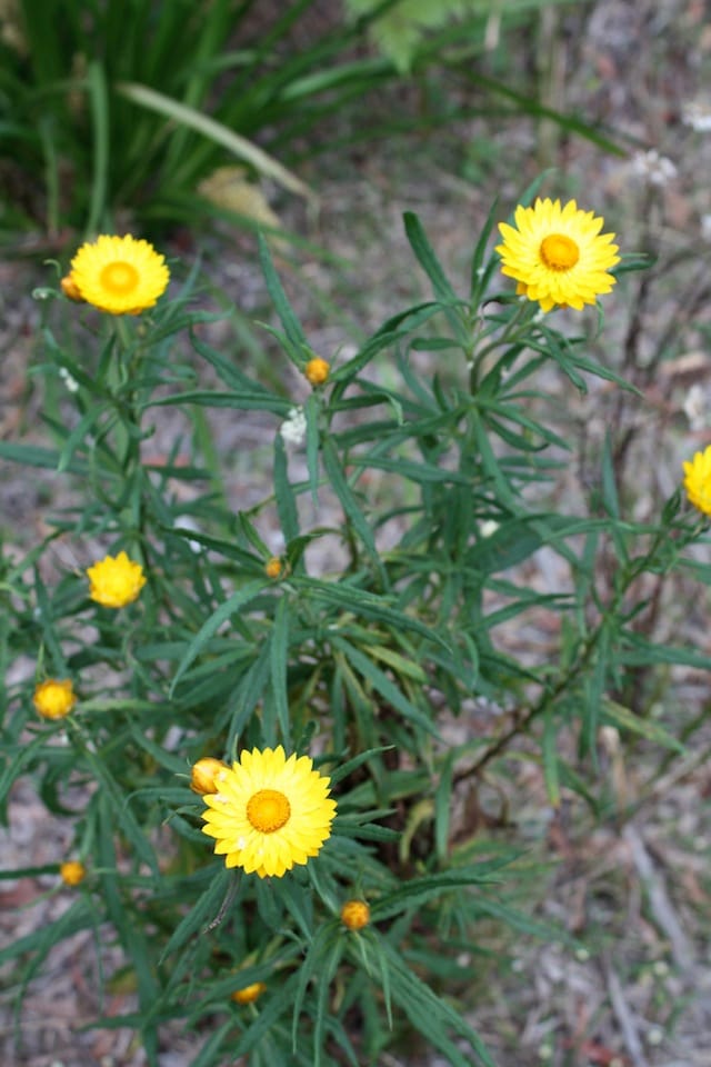 Everlasting Daisies growing in Wollongong Botanic Garden. Image by Emma Rooksby. 