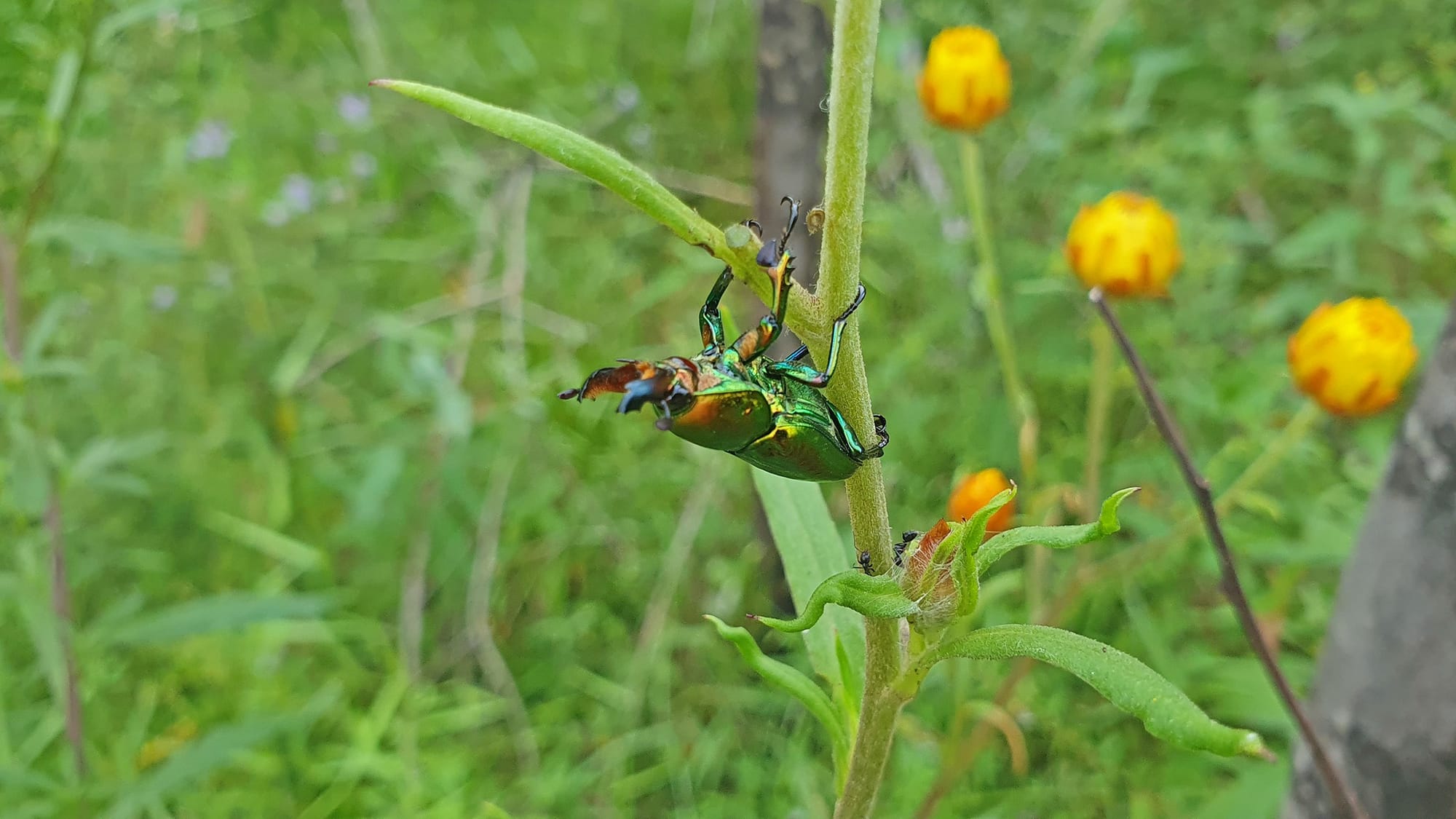 A Rainbow Stag Beetle climbing up the sticky-hairy stem of an Everlasting Daisy. Image by Tony Markham. 