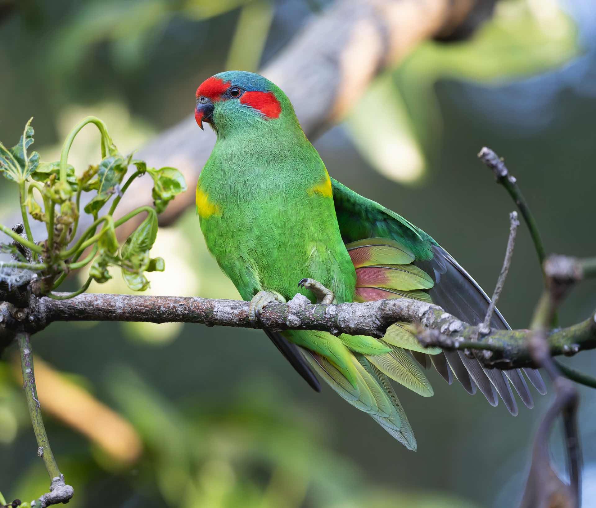 Bigger plants and trees can attract bigger birds. This Musk Lorikeet is hanging out in an Illawarra Flame Tree (Brachychiton acerifolius) in an urban garden. Image by Keith Horton. 
