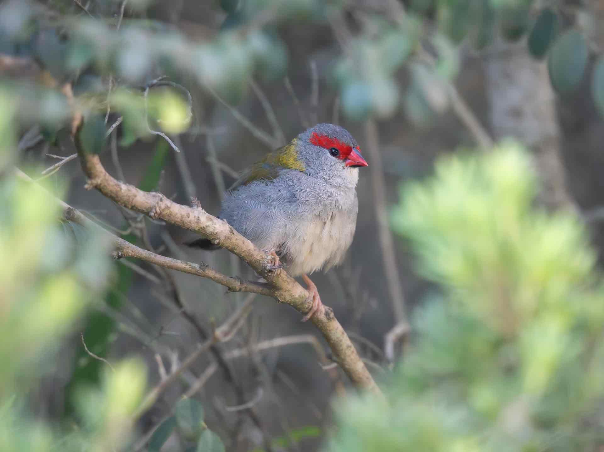 A Red-browed Finch pauses on a Coffee Bush (Breynia oblongifolia) in a suburban garden. Image by Keith Horton. 