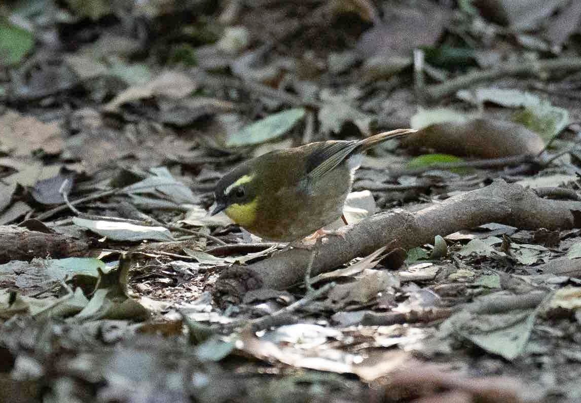 A Yellow-throated Scrubwren forages for invertebrates among leaf litter. Image by Keith Horton. 